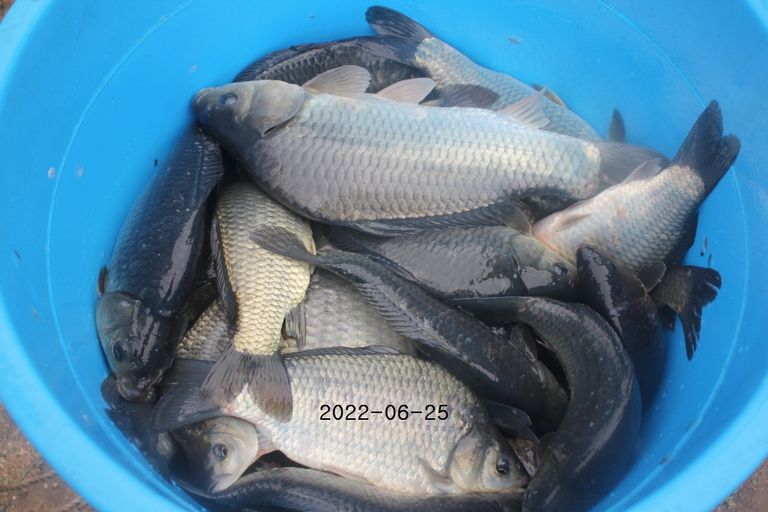 2022/06/25 조황정보